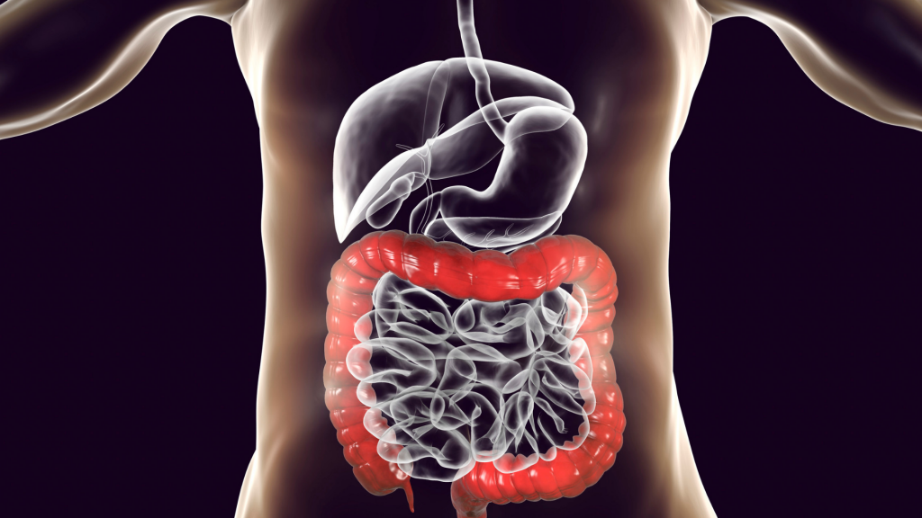 What Is Gut Health? What Is Gut Health?